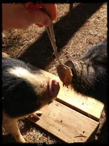 Pigs and Peanut Butter Image